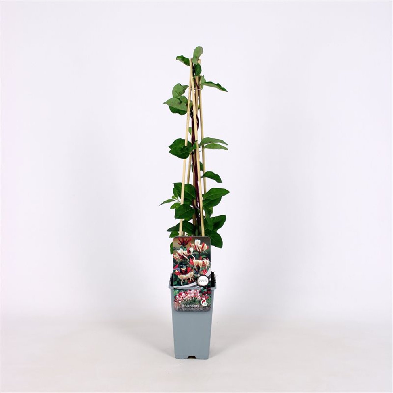 Lonicera periclymenum - C2 70/+ CM